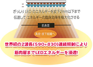 世界初の2波長(590+830)連続照射により筋肉層までLEDエネルギーを浸透!